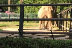 zoo_krakow-10