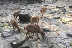 zoo_krakow-11