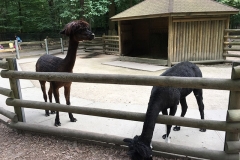 zoo_krakow-2