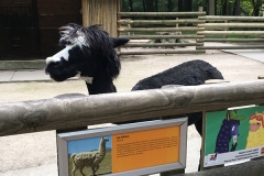 zoo_krakow-3