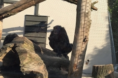 zoo_krakow-8