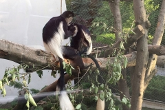 zoo_krakow-9